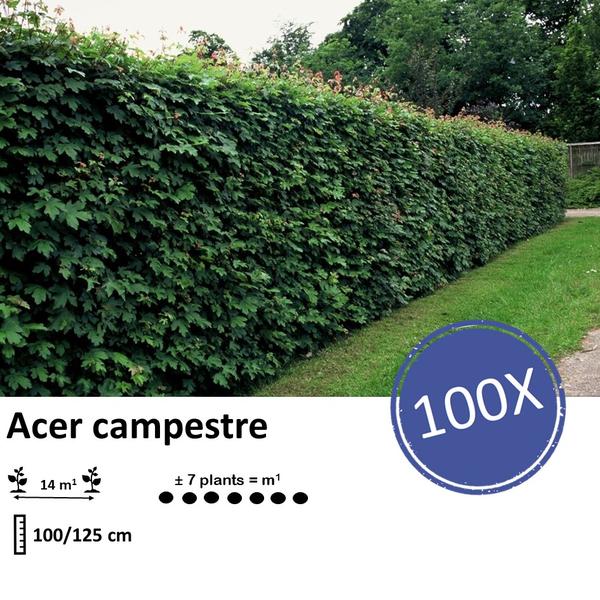 Acer campestre - Blote wortel - 100/125 - 100x - Bloomado