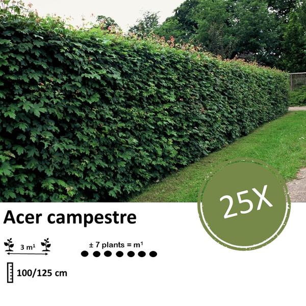 Acer campestre - Blote wortel - 100/125 - 25x - Bloomado