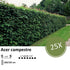 Acer campestre - Blote wortel - 100/125 - 25x - Bloomado