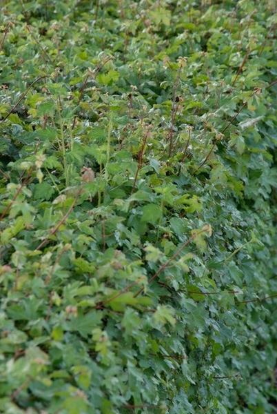 Acer campestre - Blote wortel - 100/125 - 25x - Bloomado
