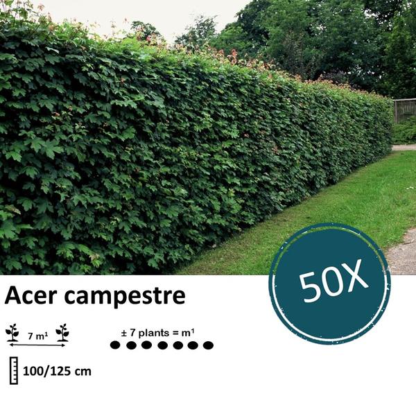 Acer campestre - Blote wortel - 100/125 - 50x - Bloomado