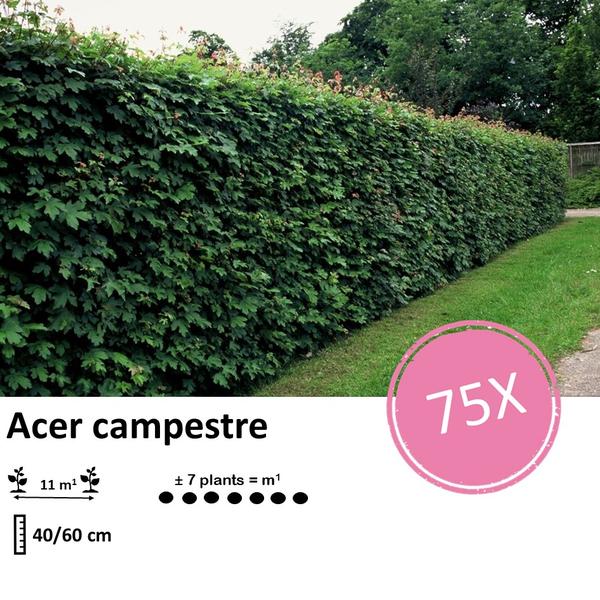 Acer campestre - Blote wortel - 40/60 - 75x - Bloomado