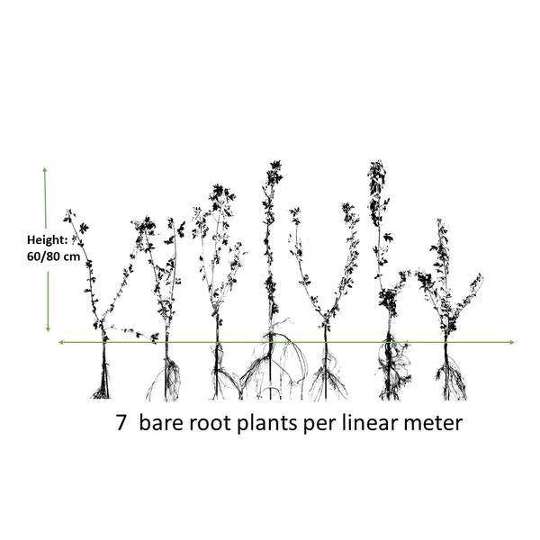 Acer campestre - Blote wortel - 60/80 - 100x - Bloomado