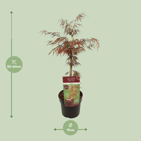 Acer palm. &