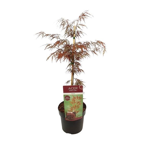 Acer palm. &