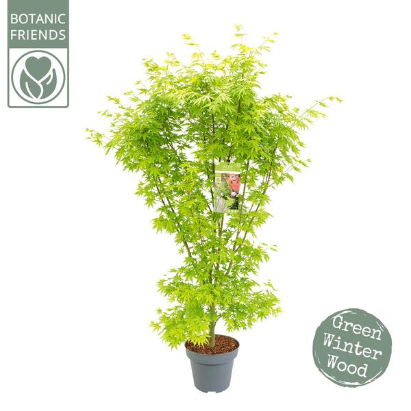 Acer Palm. &