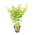 Acer palmatum Going Green - Ø15cm - ↕30cm - Bloomado