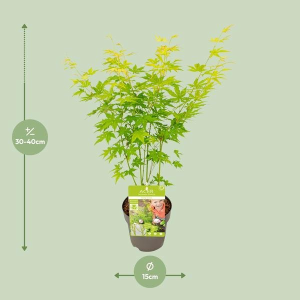 Acer palmatum Going Green - Ø15cm - ↕30cm - Bloomado