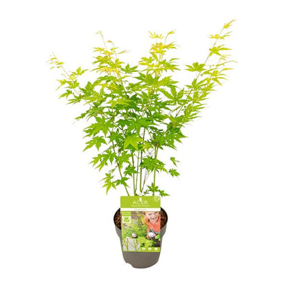 Acer palmatum Going Green - Ø15cm - ↕30cm - Bloomado