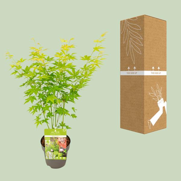 Acer palmatum Going Green - Ø15cm - ↕30cm - Bloomado