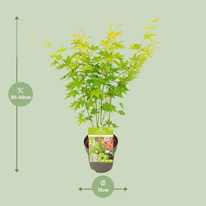 Acer palmatum Going Green - Ø15cm - ↕30cm - Bloomado