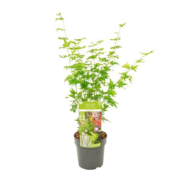 Acer palmatum Going Green - Ø19cm - ↕50cm - Bloomado