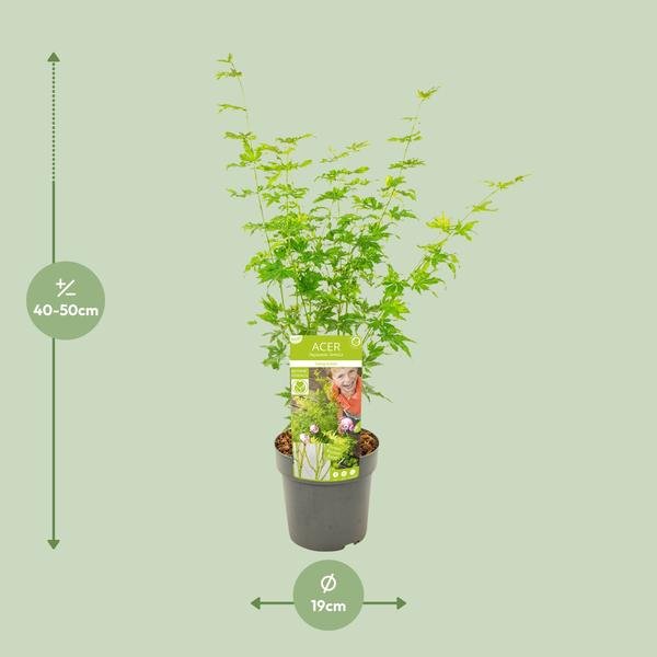 Acer palmatum Going Green - Ø19cm - ↕50cm - Bloomado