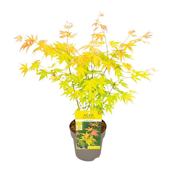 Acer palmatum Orange Dream - Ø15cm - ↕30cm - Bloomado