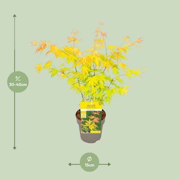 Acer palmatum Orange Dream - Ø15cm - ↕30cm - Bloomado