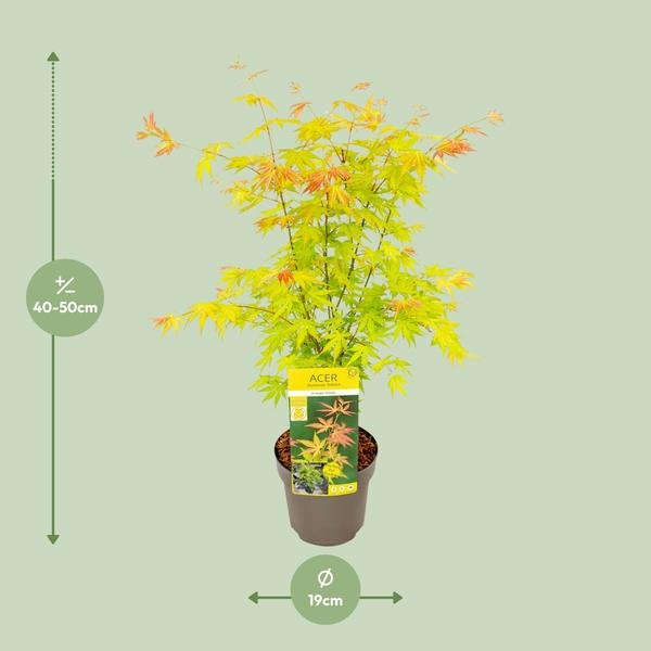 Acer palmatum Orange Dream - Ø19cm - ↕50cm - Bloomado
