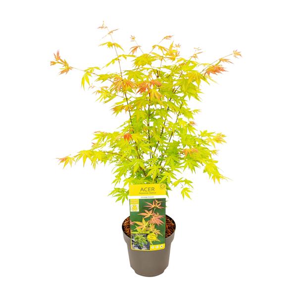 Acer palmatum Orange Dream - Ø19cm - ↕50cm - Bloomado