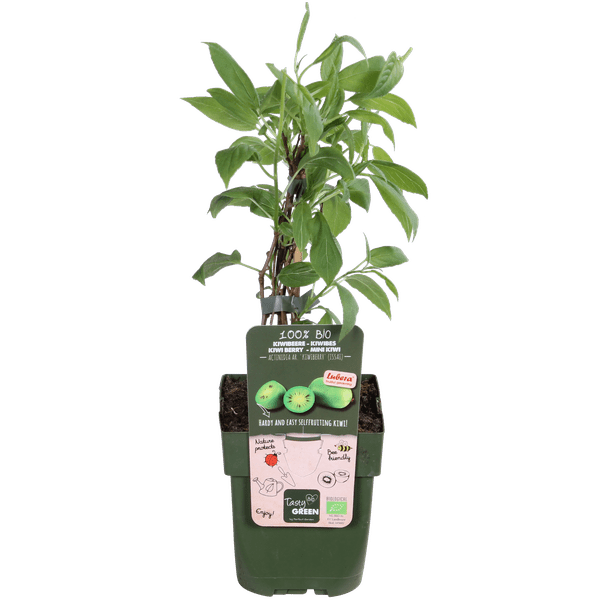 Actinidia arguta &