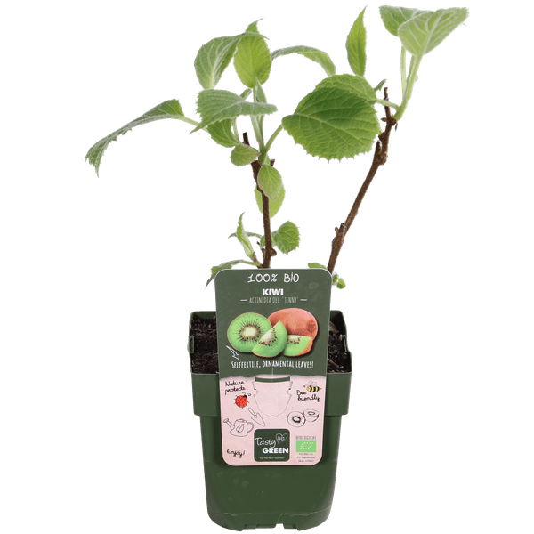 Actinidia delciosioa &