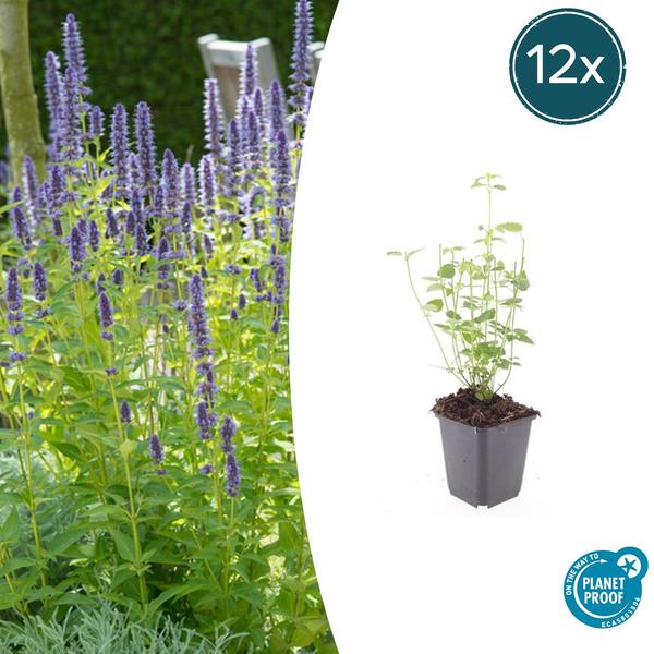 Agastache &