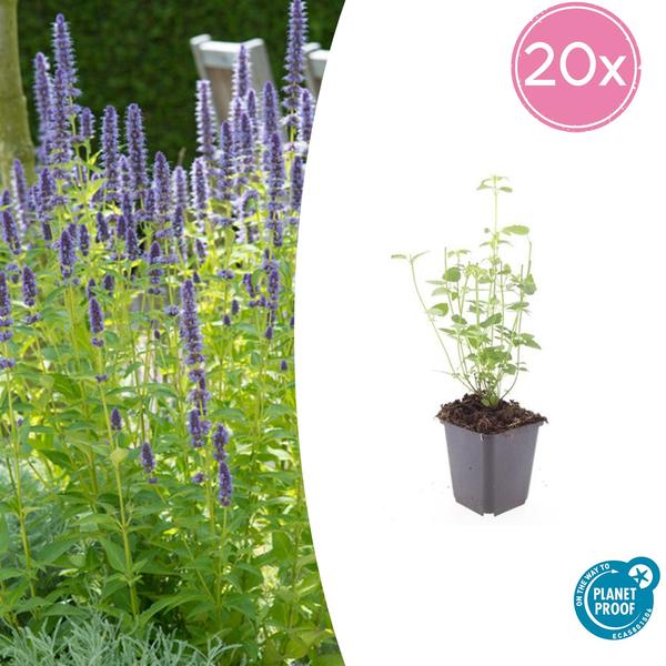 Agastache &