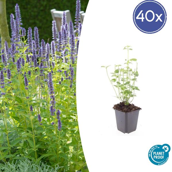 Agastache &
