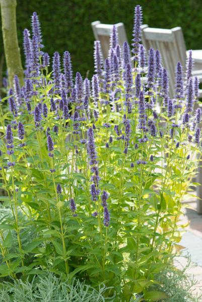 Agastache &