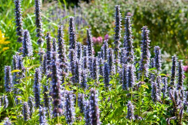 Agastache &