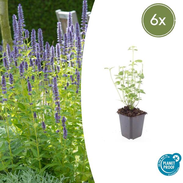 Agastache &