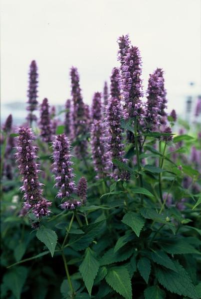 Agastache &