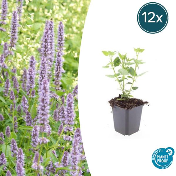 Agastache &