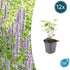 Agastache &