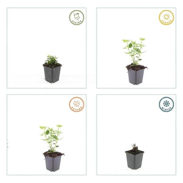 Agastache &