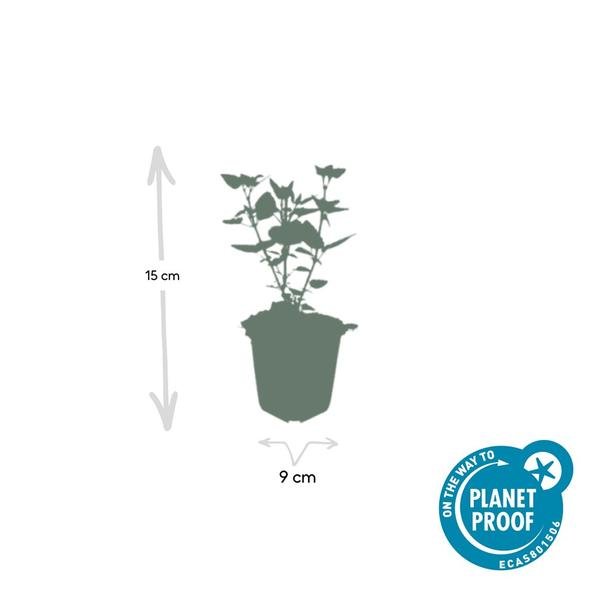 Agastache &