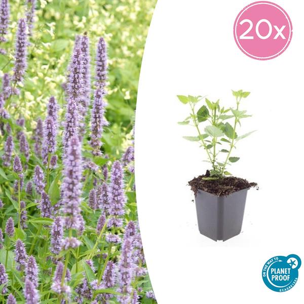 Agastache &