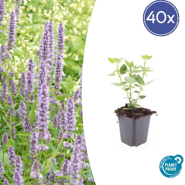 Agastache &