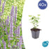 Agastache &