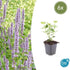 Agastache &