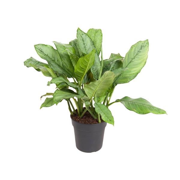 Aglaonema B.J, Freedman - Ø24cm - ↕70cm - Bloomado