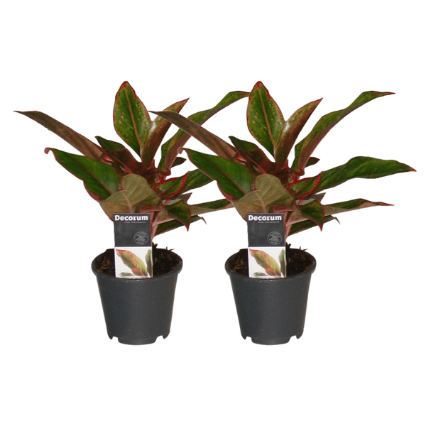 Aglaonema Crete - 2 stuks - ø12 - ↕30cm - Bloomado