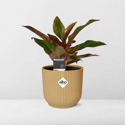 Aglaonema Crete in ELHO Vibes Fold 14cm geel - Bloomado