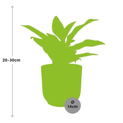 Aglaonema Crete in ELHO Vibes Fold 14cm geel - Bloomado