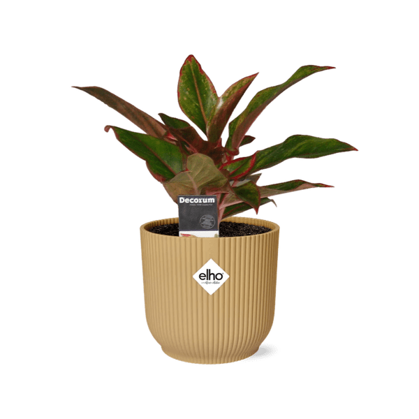 Aglaonema Crete in ELHO Vibes Fold 14cm geel - Bloomado