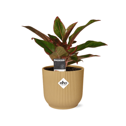 Aglaonema Crete in ELHO Vibes Fold 14cm geel - Bloomado