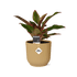 Aglaonema Crete in ELHO Vibes Fold 14cm geel - Bloomado