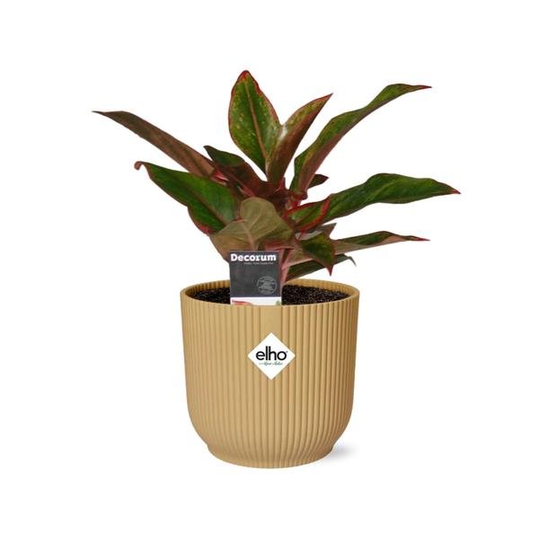 Aglaonema Crete in ELHO Vibes Fold 14cm geel - Bloomado