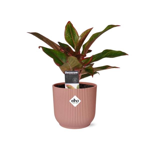 Aglaonema Crete in ELHO Vibes Fold 14cm roze - Bloomado