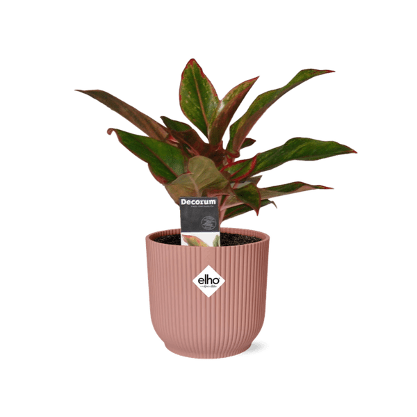 Aglaonema Crete in ELHO Vibes Fold 14cm roze - Bloomado