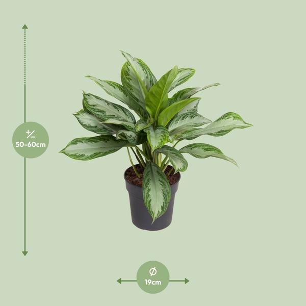 Aglaonema Cutlass - Ø19cm - ↕60cm - Bloomado