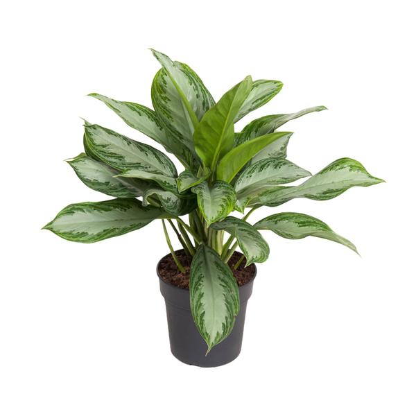 Aglaonema Cutlass - Ø19cm - ↕60cm - Bloomado
